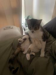 Lost Female Cat last seen Morobe street whalan, Whalan, NSW 2770