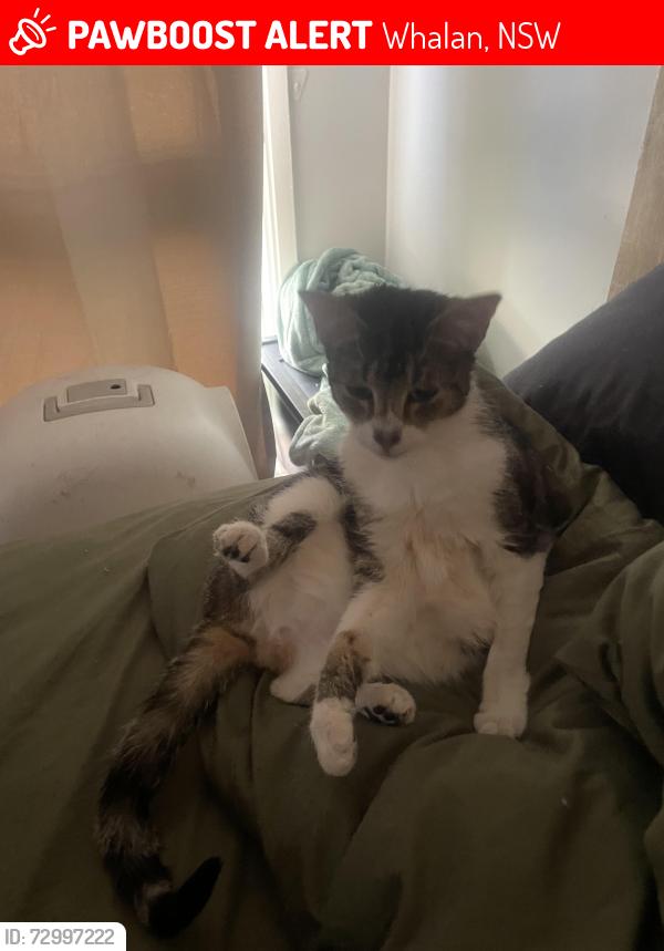 Lost Female Cat last seen Morobe street whalan, Whalan, NSW 2770