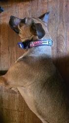Found/Stray Male Dog last seen WeCare hse/Clemmonsville Rd, Winston-Salem, NC 27107