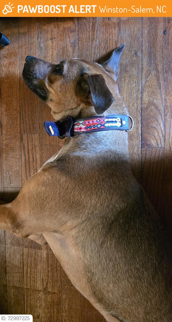 Found/Stray Male Dog last seen WeCare hse/Clemmonsville Rd, Winston-Salem, NC 27107