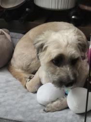 Reunited Female Dog last seen Street adjacent to Miami dade dump also looked around Roberta Hunter Park all the way to publix., Miami, FL 33177