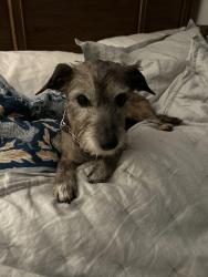 Reunited Female Dog last seen JT Stevens Elementary , Fort Worth, TX 76133