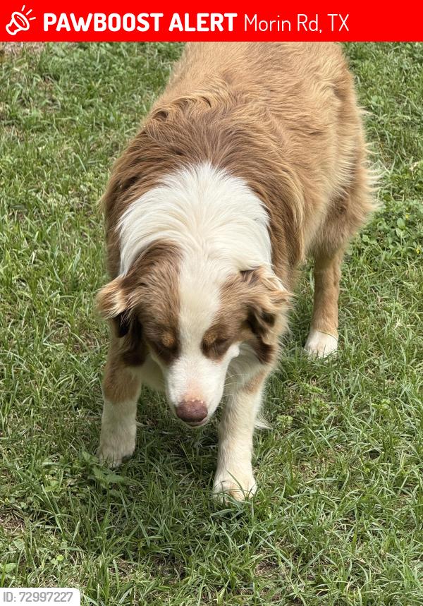 Lost Female Dog last seen We live at the dead end of Morin Rd, nearest st will be Smith Rd, Morin Rd, TX 78073
