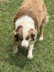 Lost Female Dog last seen We live at the dead end of Morin Rd, nearest st will be Smith Rd, Morin Rd, TX 78073