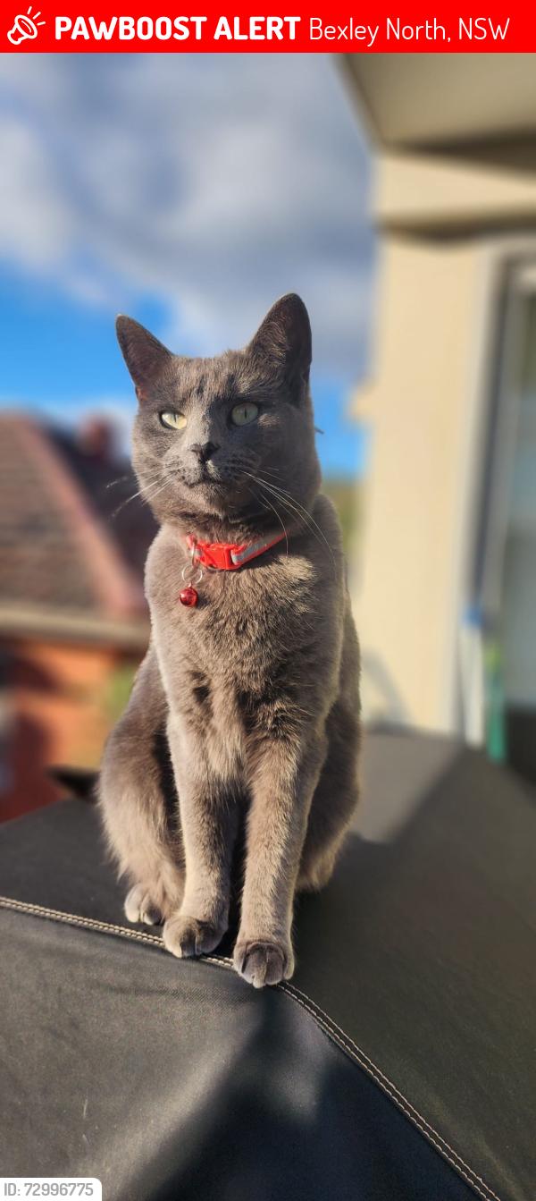 Lost Female Cat last seen Slade road Bexley north, Bexley North, NSW 2207