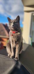 Lost Female Cat last seen Slade road Bexley north, Bexley North, NSW 2207