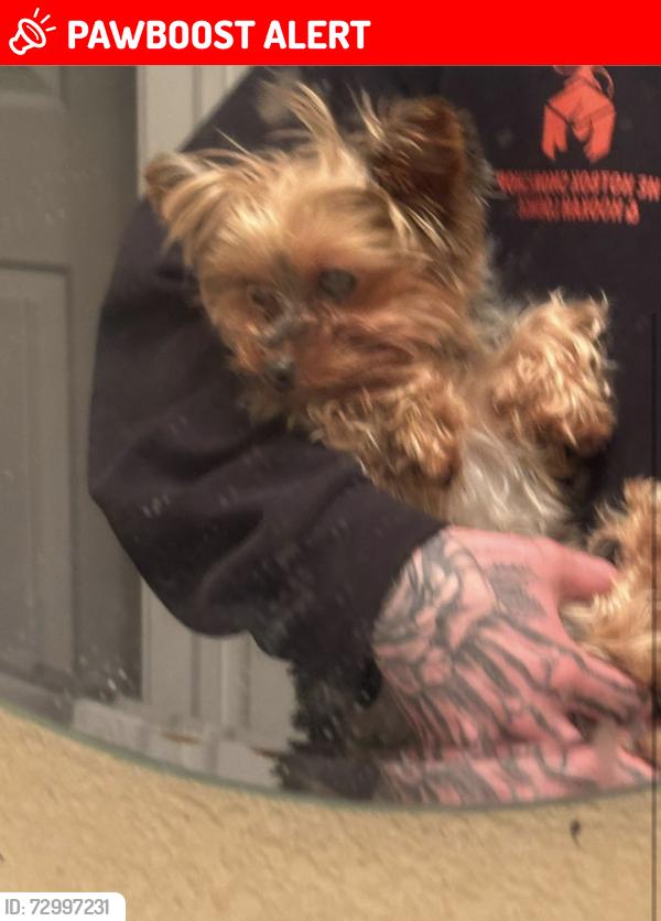 Lost Female Dog last seen memorial park, Colorado Springs, CO 80910