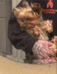 Lost Female Dog last seen memorial park, Colorado Springs, CO 80910