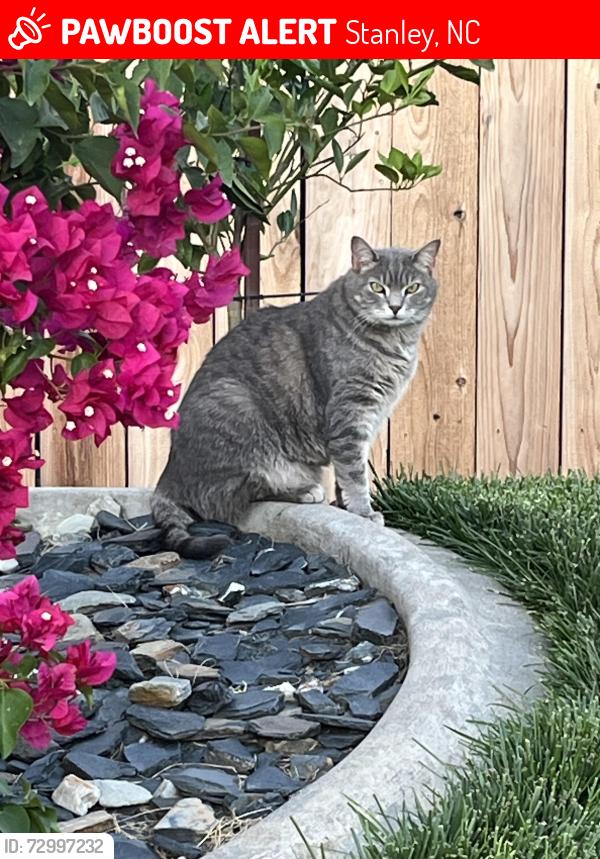Lost Female Cat last seen Front entrance Gates 1, Stanley, NC 28164