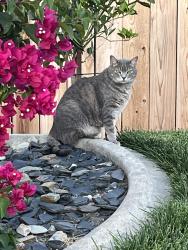 Lost Female Cat last seen Front entrance Gates 1, Stanley, NC 28164