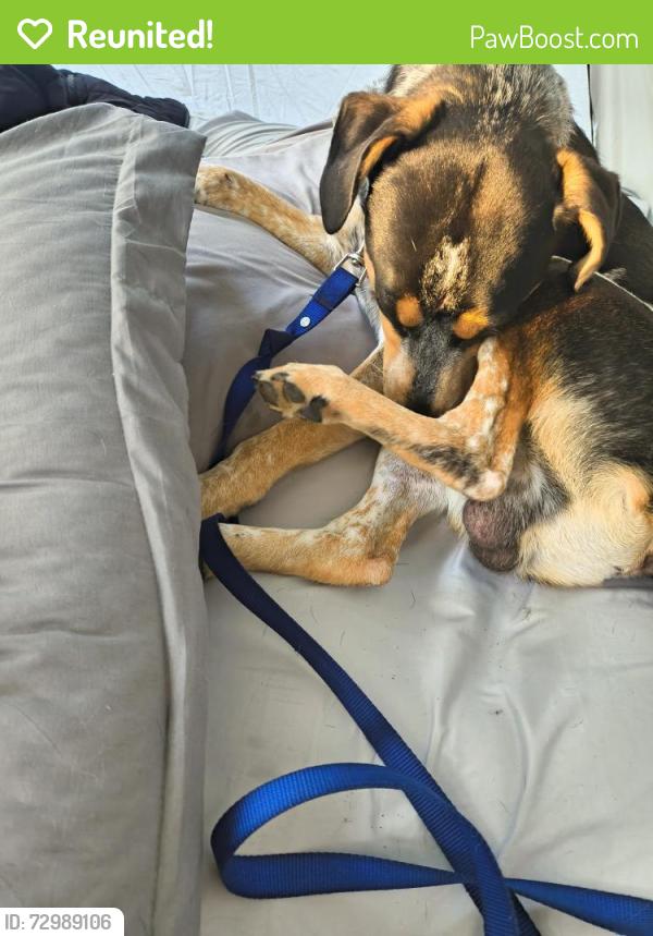 Reunited Male Dog last seen Cedar bluff road and Manis lane, Knoxville, TN 37923