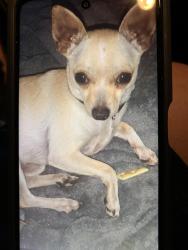 Lost Male Dog last seen Town and country, Porterville, CA 93257