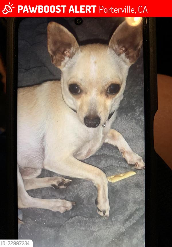 Lost Male Dog last seen Town and country, Porterville, CA 93257