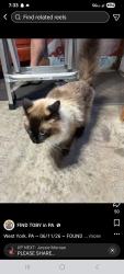 Found/Stray Female Cat last seen Near Hempfield Dr., York, PA 17408