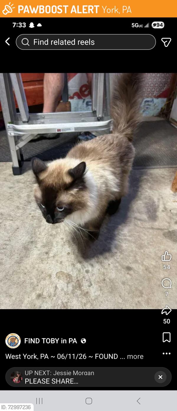 Found/Stray Female Cat last seen Near Hempfield Dr., York, PA 17408