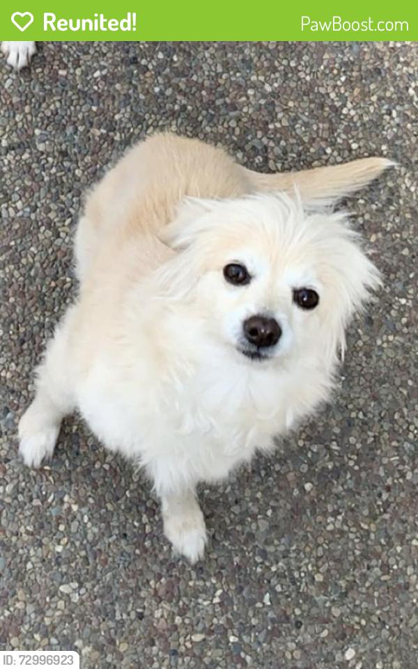 Reunited Female Dog last seen Creekside Park Area, Brentwood, CA 94513