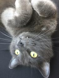 Lost Male Cat last seen 65th and 24th (Nearish Ballard hmstd), Seattle, WA 98117