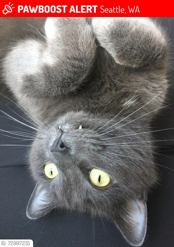 Lost Male Cat last seen 65th and 24th (Nearish Ballard hmstd), Seattle, WA 98117