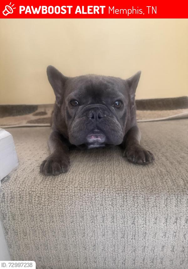Lost Male Dog last seen Ridgewalk, Memphis, TN 38125