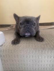 Lost Male Dog last seen Ridgewalk, Memphis, TN 38125