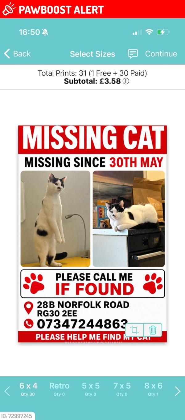 Lost Male Cat last seen Tilehurst road , Berkshire, England RG30