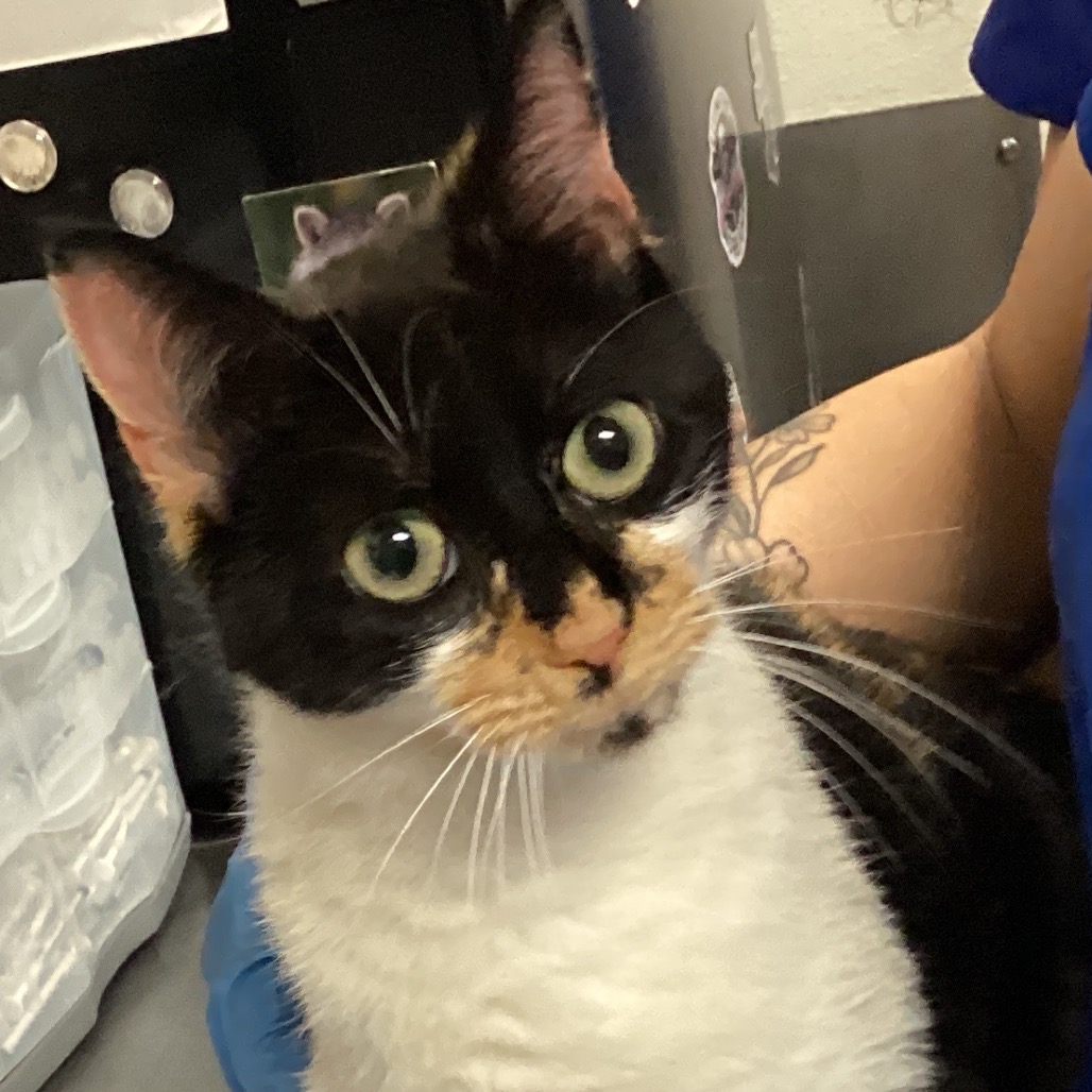 Shelter Stray Female Cat last seen , 328 Furman Hall Rd, Greenville, SC 29609, USA