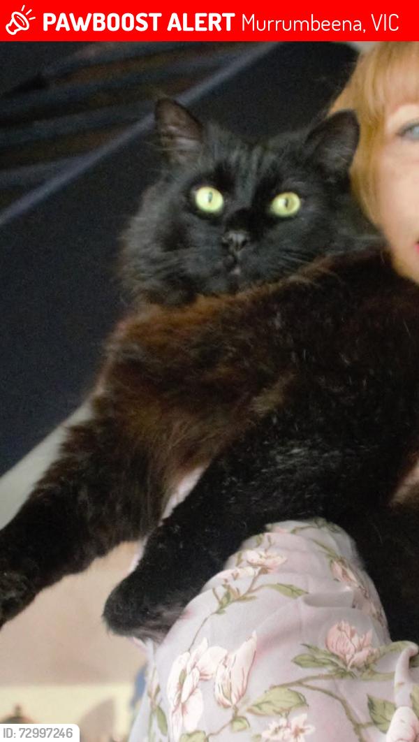 Lost Male Cat last seen Kangaroo Road , Murrumbeena, VIC 3163