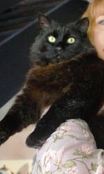 Lost Male Cat last seen Kangaroo Road , Murrumbeena, VIC 3163
