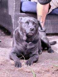 Reunited Male Dog last seen Near W 119th St, Inglewood, CA 90304, USA, Inglewood, CA 90304