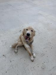 Found/Stray Male Dog last seen LSU Ave, Baton Rouge, LA 70808