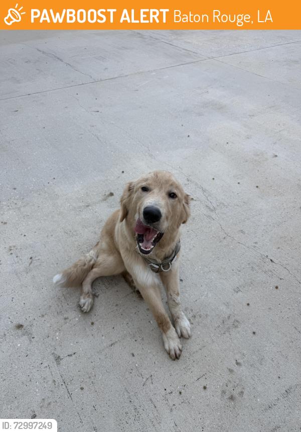 Found/Stray Male Dog last seen LSU Ave, Baton Rouge, LA 70808