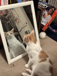 Lost Male Cat last seen Evans rd and Evans ridge dr, DeKalb County, GA 30341