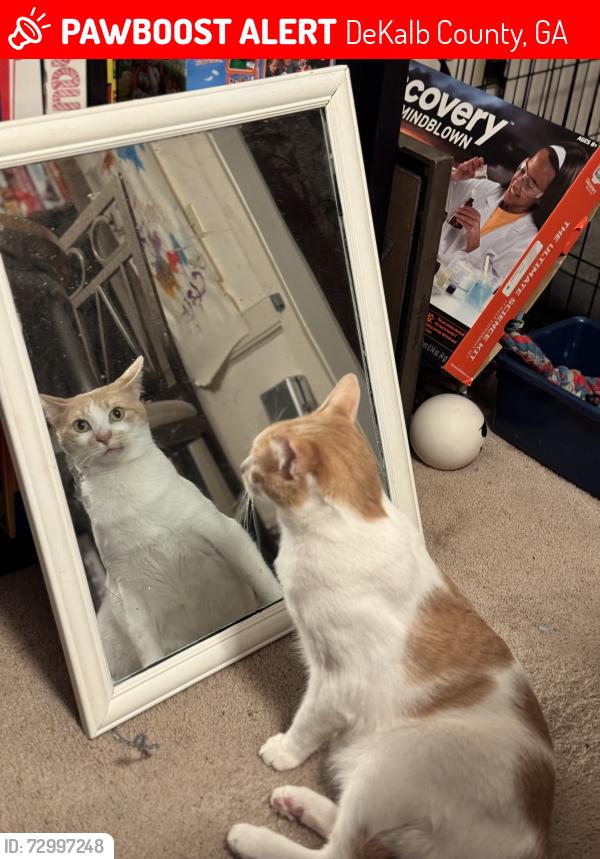Lost Male Cat last seen Evans rd and Evans ridge dr, DeKalb County, GA 30341