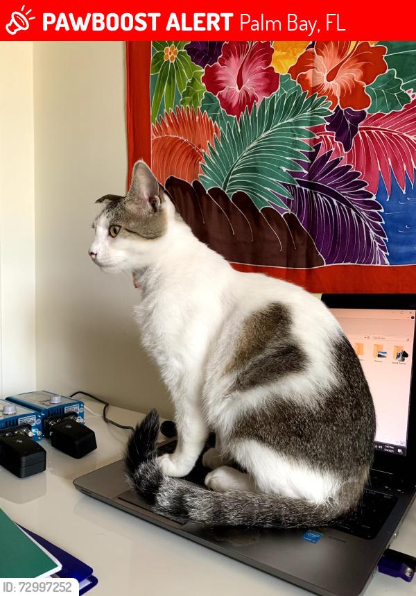 Lost Male Cat last seen Emerson cross street Medina, Palm Bay, FL 32907