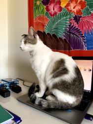 Lost Male Cat last seen Emerson cross street Medina, Palm Bay, FL 32907