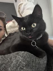 Reunited Female Cat last seen 72nd Simms/ Ward , Arvada, CO 80004