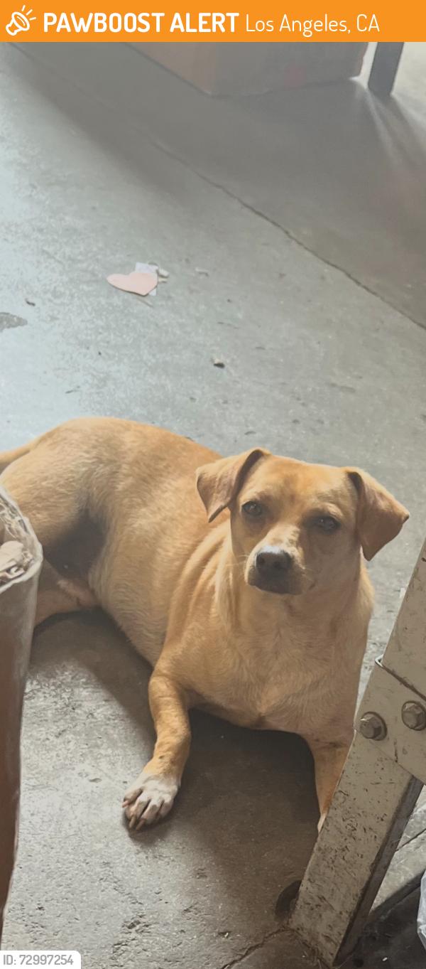 Found/Stray Male Dog last seen Long Beach Ave and 41 st, Los Angeles, CA 90011