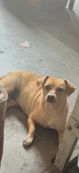 Found/Stray Male Dog last seen Long Beach Ave and 41 st, Los Angeles, CA 90011