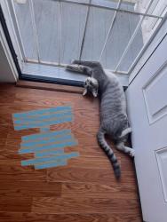 Lost Male Cat last seen California street and Jefferson , Stockton, CA 95206