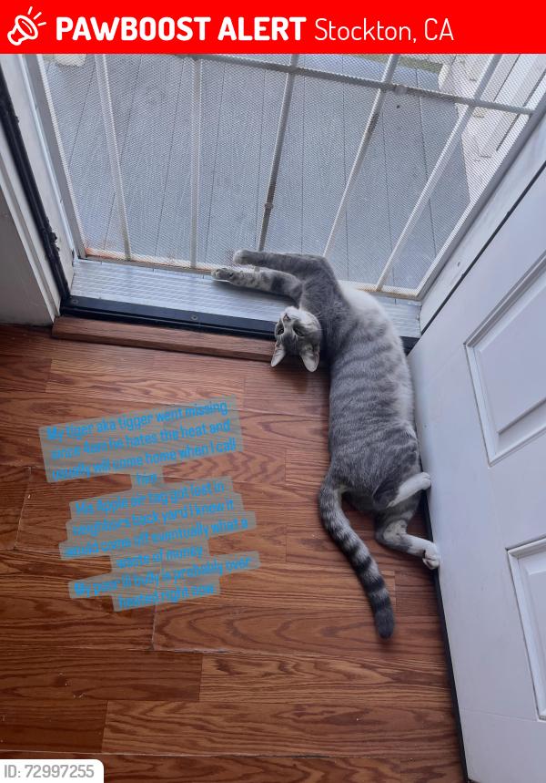 Lost Male Cat last seen California street and Jefferson , Stockton, CA 95206