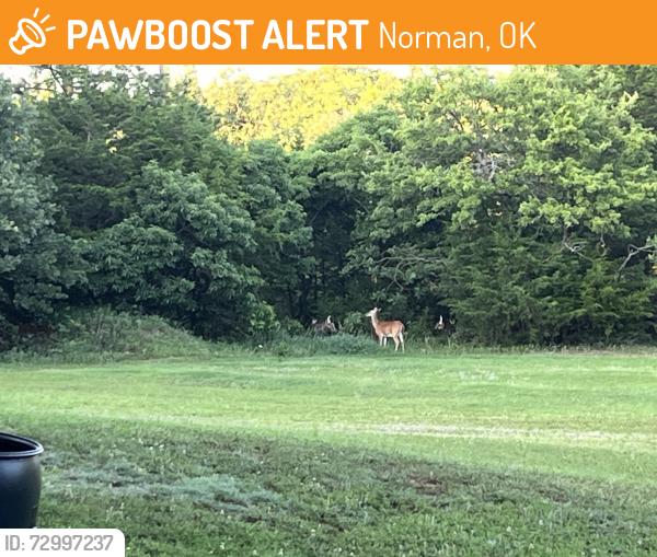 Found/Stray Female Dog last seen Cedar lane & 168, Norman, OK 73068
