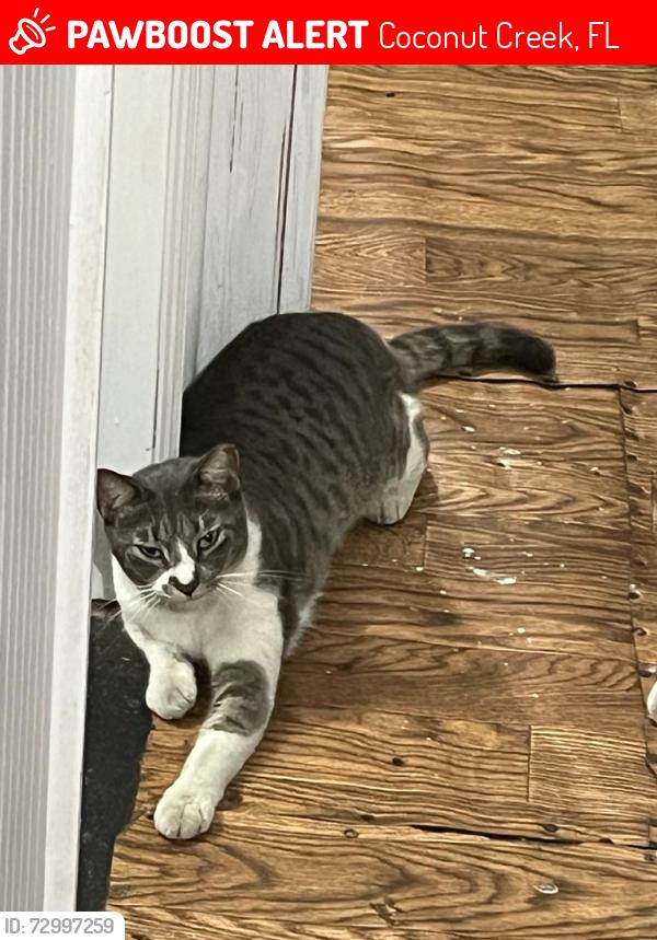 Lost Male Cat last seen Cocunut creek, Coconut Creek, FL 33066