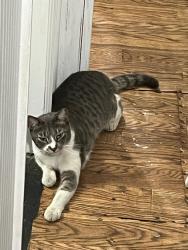 Lost Male Cat last seen Cocunut creek, Coconut Creek, FL 33066