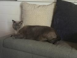 Lost Male Cat last seen Arbor Oaks Ct off of lake Orlando, Orlando, FL 32808