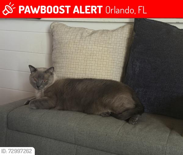 Lost Male Cat last seen Arbor Oaks Ct off of lake Orlando, Orlando, FL 32808