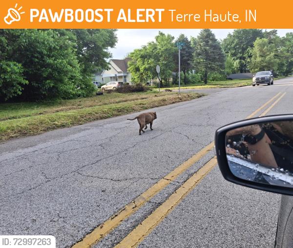 Found/Stray Unknown Dog last seen 19th street and 4th Ave , Terre Haute, IN 47807