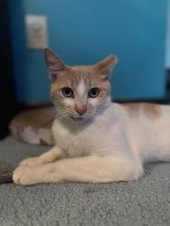 Lost Male Cat last seen Evans Rd & Evans Ridge Dr, Chamblee, GA 30341