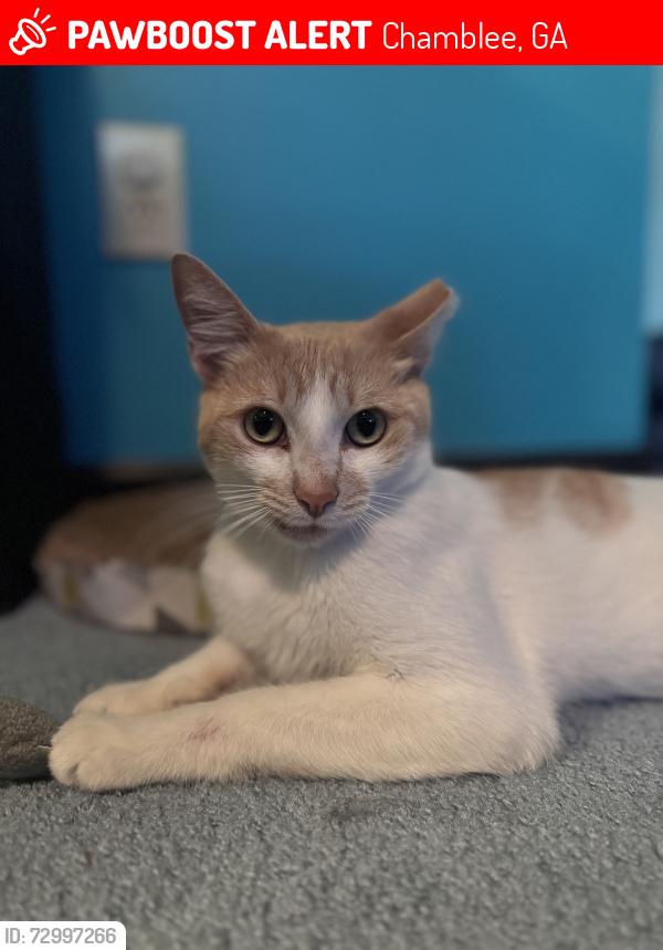 Lost Male Cat last seen Evans Rd & Evans Ridge Dr, Chamblee, GA 30341
