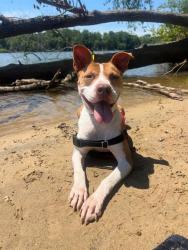 Shelter Stray Female Dog last seen CHARLOTTE, 8315 Byrum Dr, Charlotte, NC 28217, USA