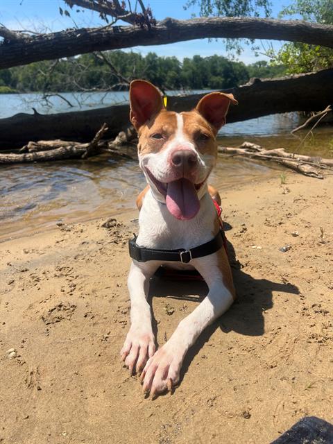 Shelter Stray Female Dog last seen CHARLOTTE, 8315 Byrum Dr, Charlotte, NC 28217, USA
